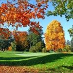 Y a-t-il un plus beau terrain de golf en Belgique à l'automne ?